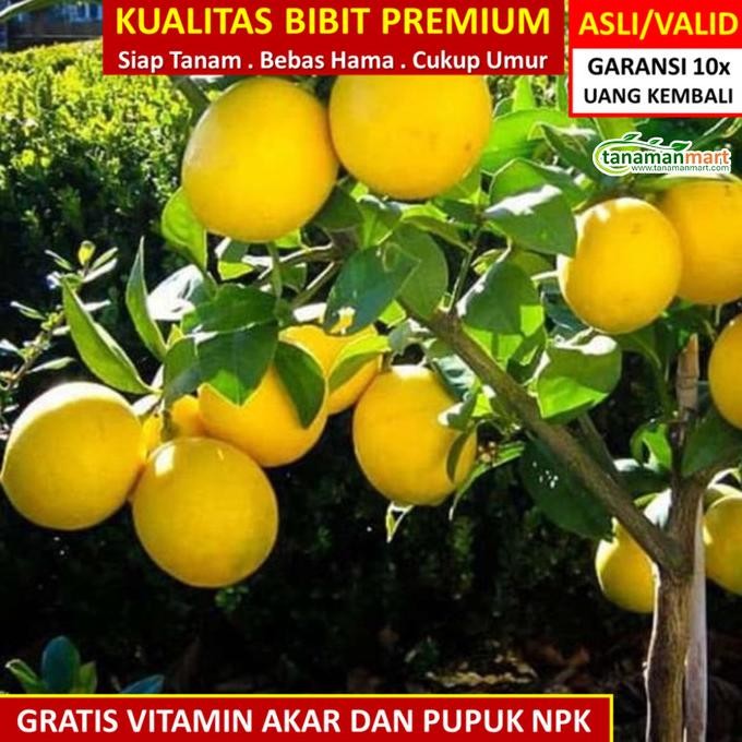

Bibit Tanaman Buah JERUK LEMON Unggul, , Bergaransi MMU
