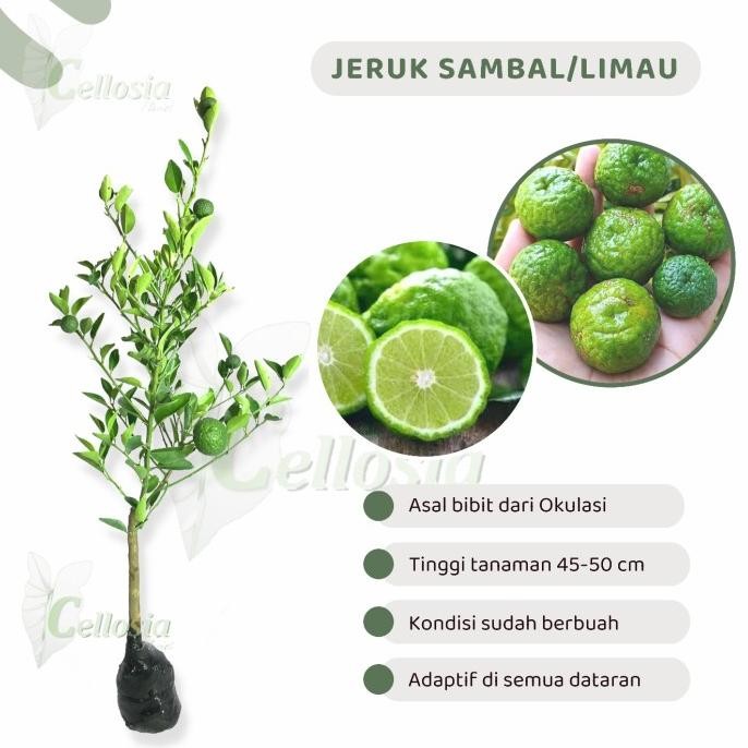 

Bibit Tanaman Buah Jeruk Sambal / Jeruk Lim Leemo Sudah Berbunga MMU