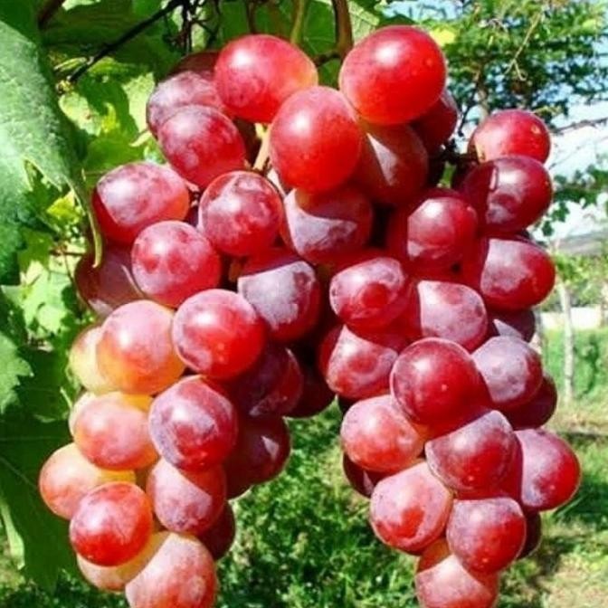 

bibit tanaman buah anggur merah besar MMU