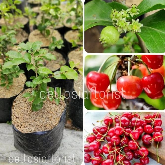 Tanaman Buah Ceri Jepang / Japanese Cherry Sudah Berbuah MMU