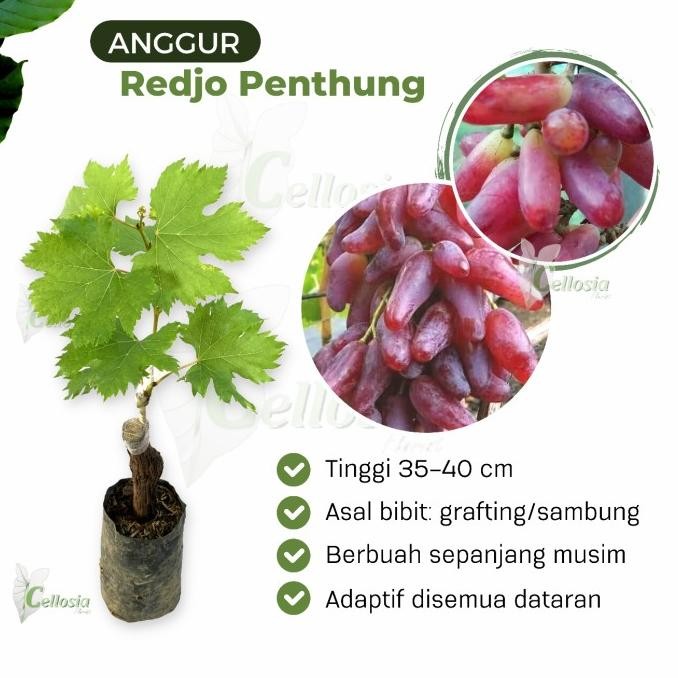 

Bibit Tanaman Buah Anggur Import Redjo Penthung MMU