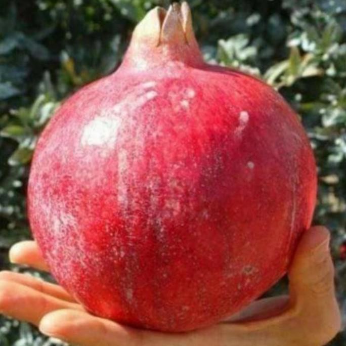 Bibit Tanaman Buah delima Jumbo Merah - Bibit Delima Cepat Berbuah MMU