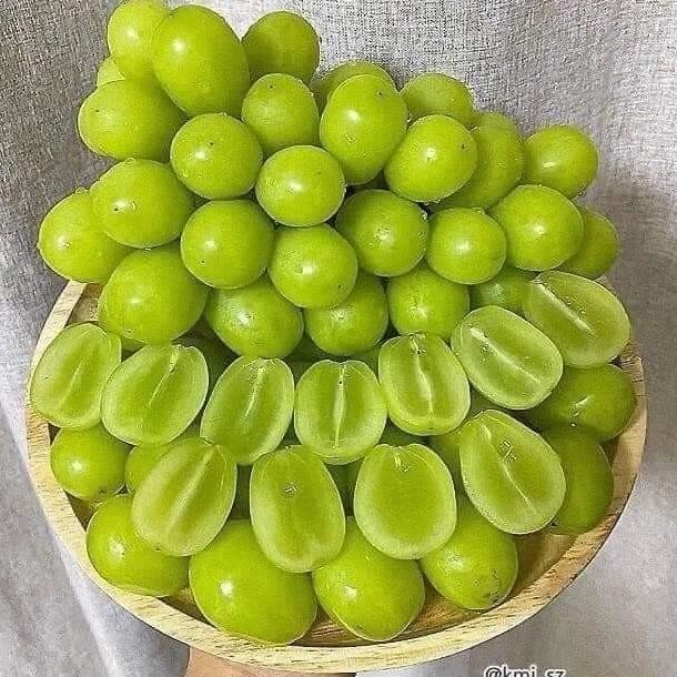 

bibit tanaman buah anggur import shine muscat unggul MMU