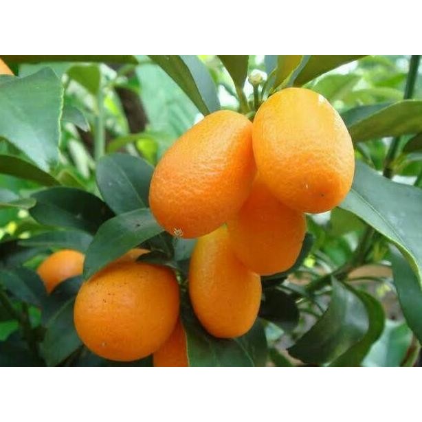 Bibit tanaman jeruk nagami cepat berbuah / Bibit Buah Buahan Dalam pot MMU