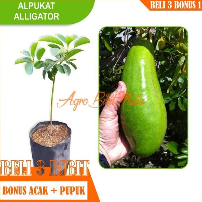 Bibit Tanaman buah Alpukat Alator Mexico MMU