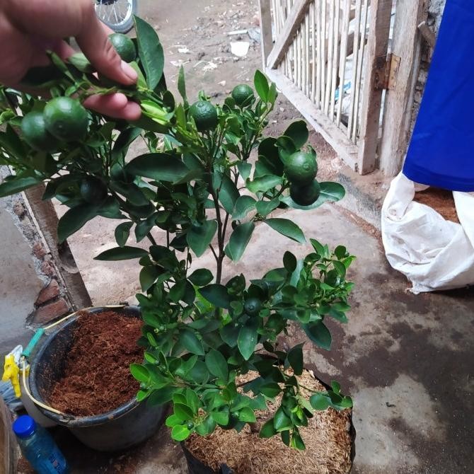 

Bibit Tanaman Buah Jeruk Santang Madu Sudah Berbuah-bibit Jeruk MMU