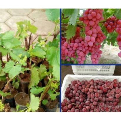 FRES bibit buah anggur merah hasil stek - pohon anggur merah VALID