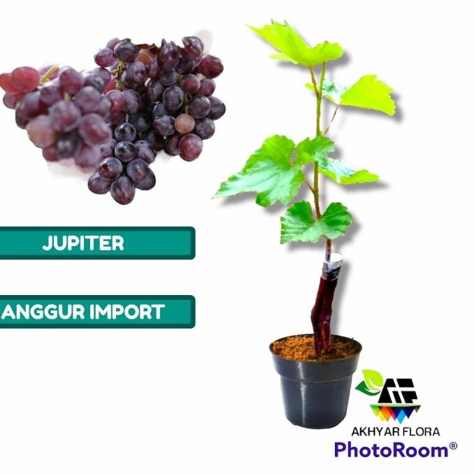 

Bibit Anggur Jupiter Bibit Tanaman Buah Anggur Import Jupiter MMU
