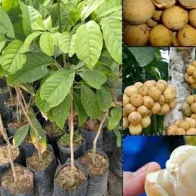 Bibit Tanaman Buah Duku Tanpa Biji Super Cangkok/Okulasi MMU