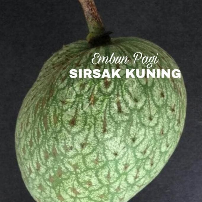 FRES Bibit buah Sirsak Kuning at Sirsak Golden VALID