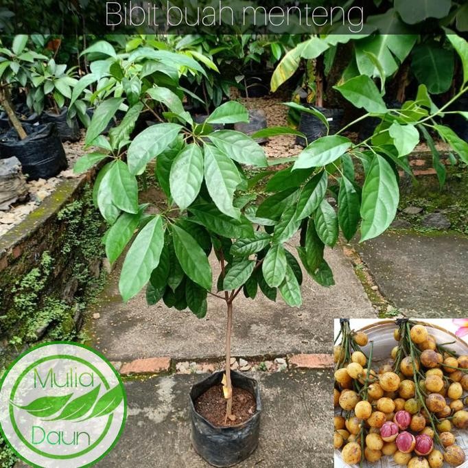 Bibit tanaman menteng/Pohon buah menteng/Jumbo/Bencoy/Rambe/Rambai MMU