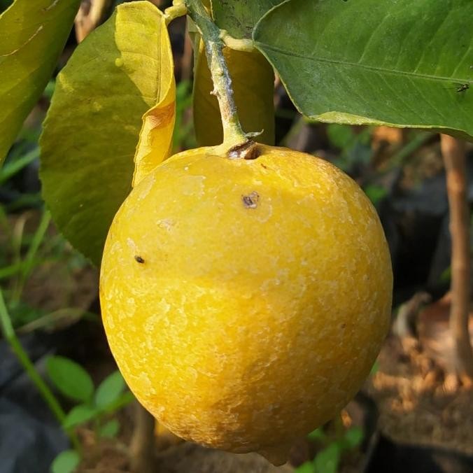 

BIBIT TANAMAN BUAH JERUK LEMON CALIFORNIA BERBUAH MMU
