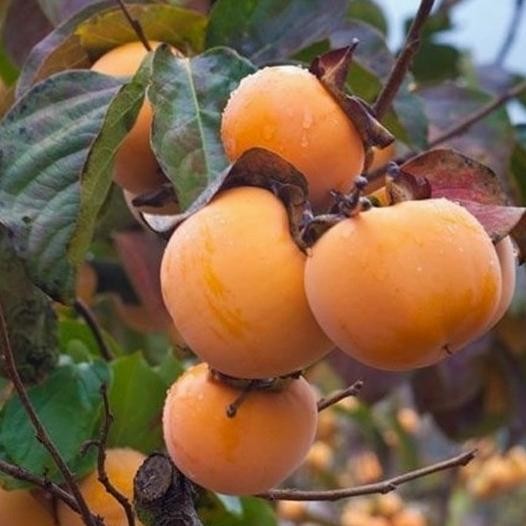 Bibit Tanaman Buah Kesemek Persimon Import MMU