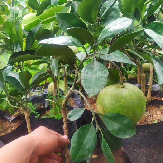 

Bibit tanaman buah jeruk pamelo sudah berbuah MMU