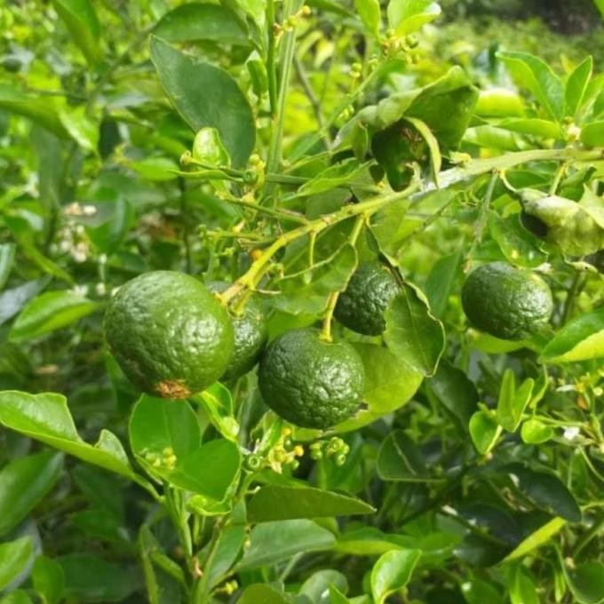 

tanaman buah / jeruk lim - jeruk sambal MMU