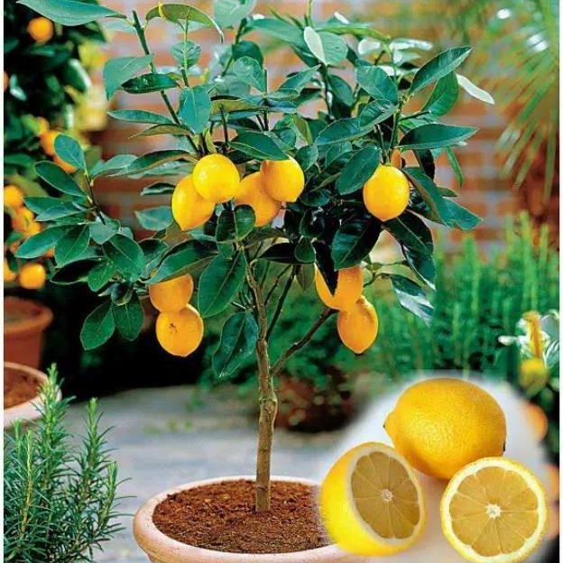 

bibit tanaman buah jeruk lemon california okulasi MMU
