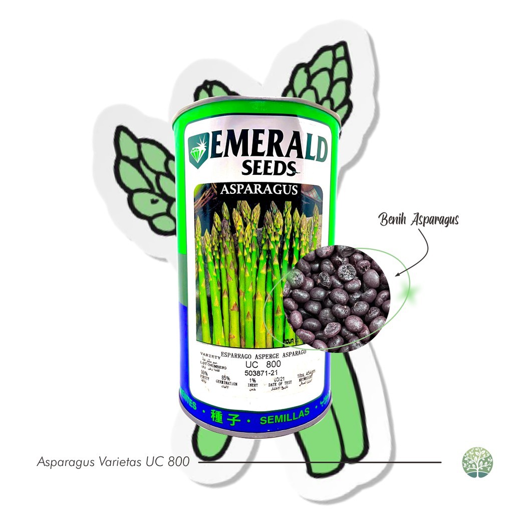 GROSIR 100+ Benih Biji - Asparagus F1 Varietas UC800 - TERBUKTI PANEN MELIMPAH DI IKLIM INDONESIA R8
