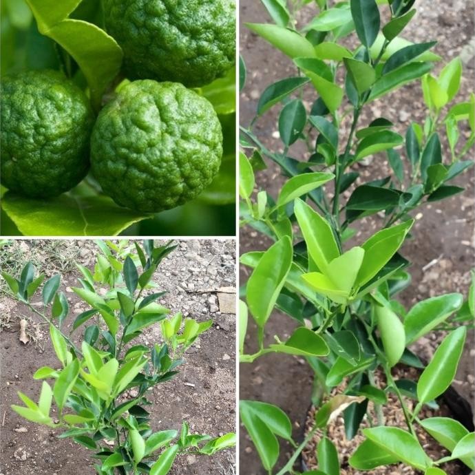 

Bibit pohon jeruk limo berbuah tanaman jeruk buah MMU