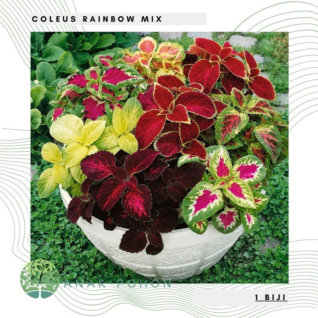 Benih Bibit Biji - Coleus Rainbow Mixed Daun Hias Miana Ornamental - IMPORT T7T7
