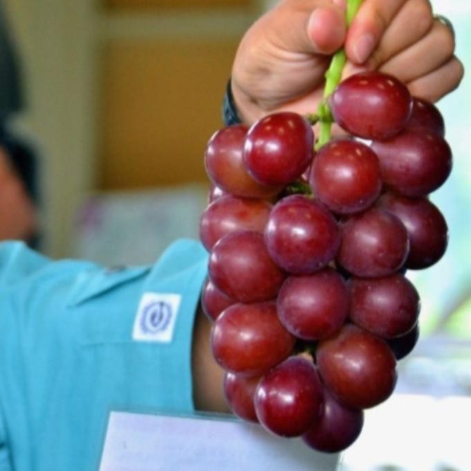 

bibit tanaman buah anggur import jenis ruby roman MMU