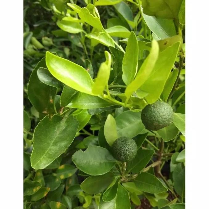 

tanaman buah jeruk limo MMU