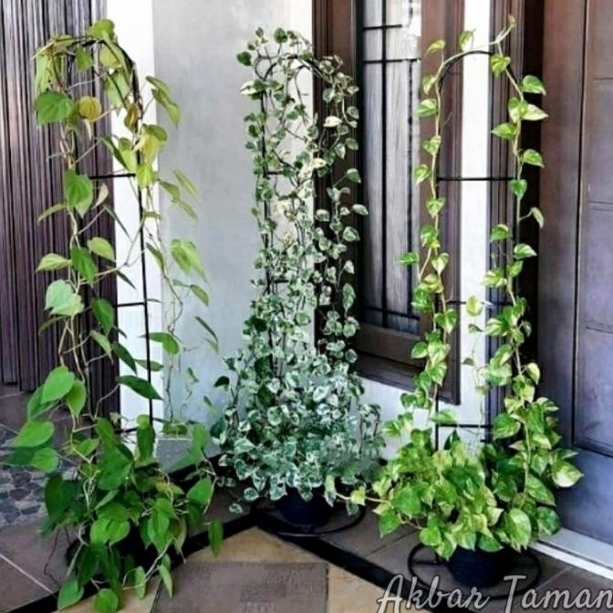 Standing Besi Pohon Rambat / Rak Pot Tanaman Besi Rambat Tinggi 120cm LAJ