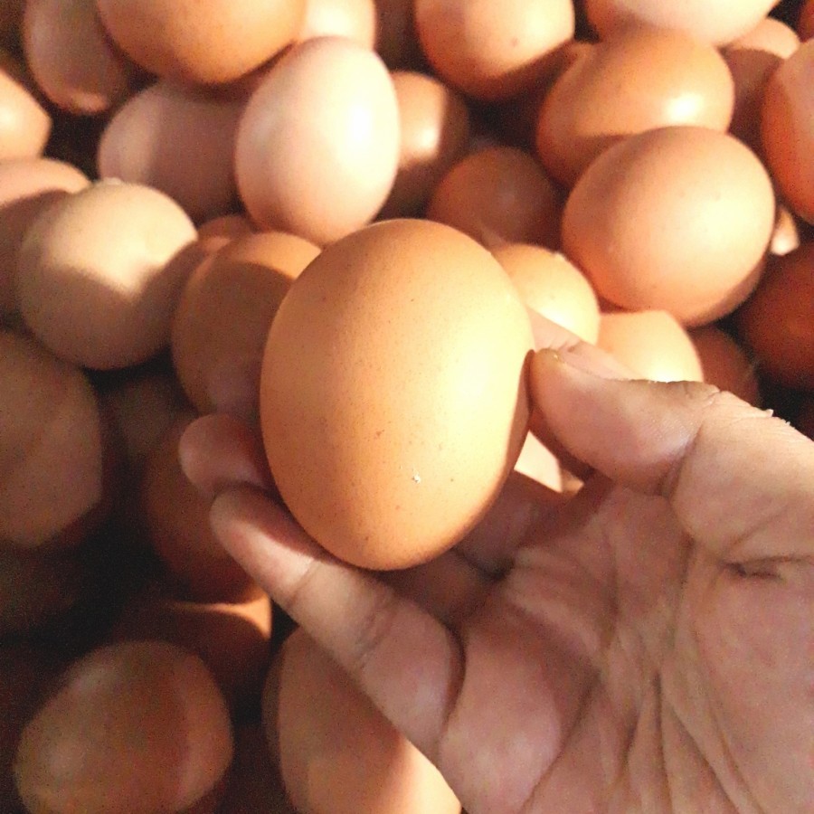 

Telur Ayam Negri 1KG Fresh Telor Ayam