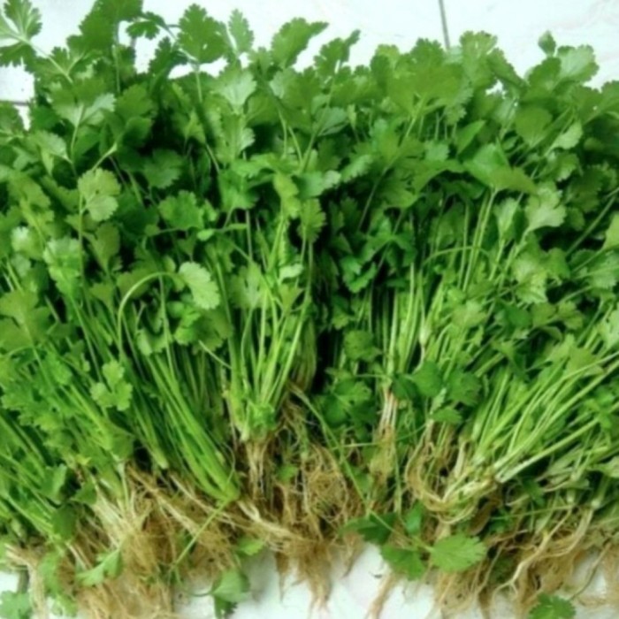 

Daun Ketumbar Segar 100 gram