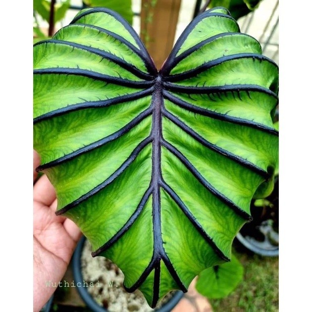 Tanaman Hias Colocasia Pharaoh/Paraok Mask Topeng Firaun Siap Tanam