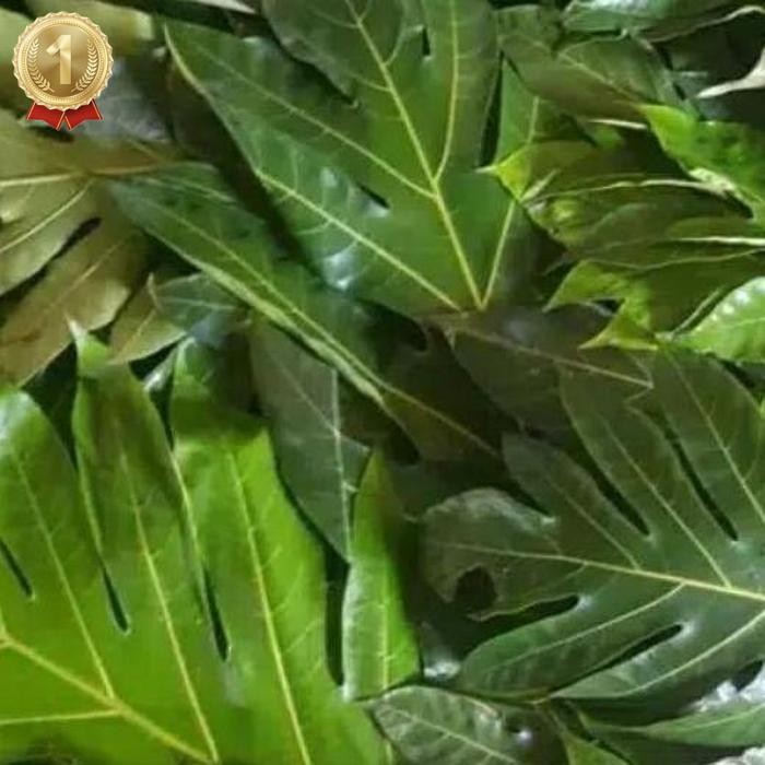 

Terbaru Daun Sukun Segar Perlembar Obat Herbal Alami Daun Sukun Fresh Daun Herbal Segar