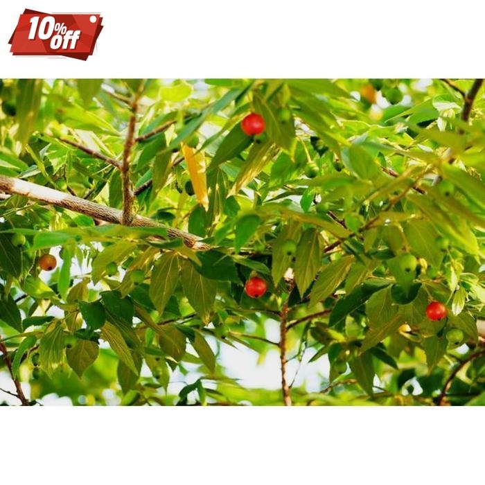 

Premium Daun Segar Cherry Kersen Talok 100 Gram Herbal Kesehatan Tubuh Daun Herbal Premium