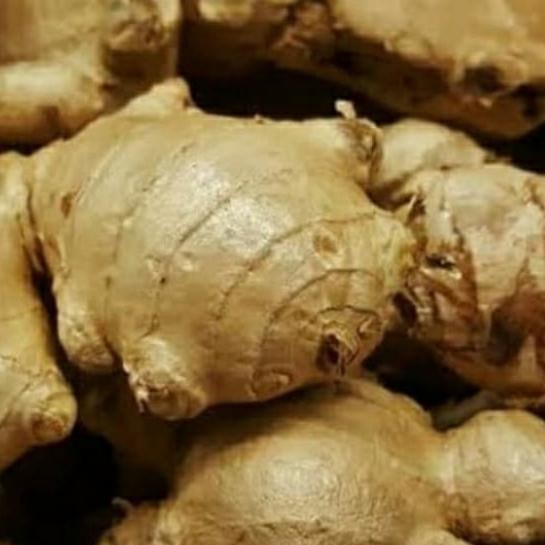 

Jahe Gajah Fresh /Segar 1Kg