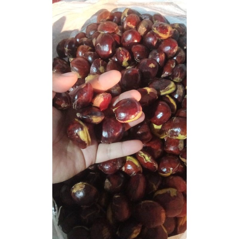 

Jengkol murah fresh