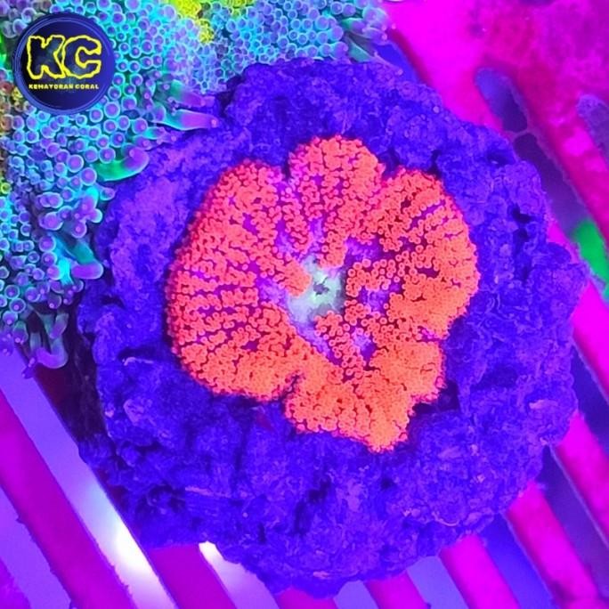 ANEMON MINIMAXI KARPET MERAH 0210T