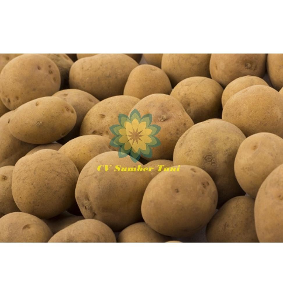 

Super Flase Kentang Dapur Berat 500Gram - 1 Kg Ukd-