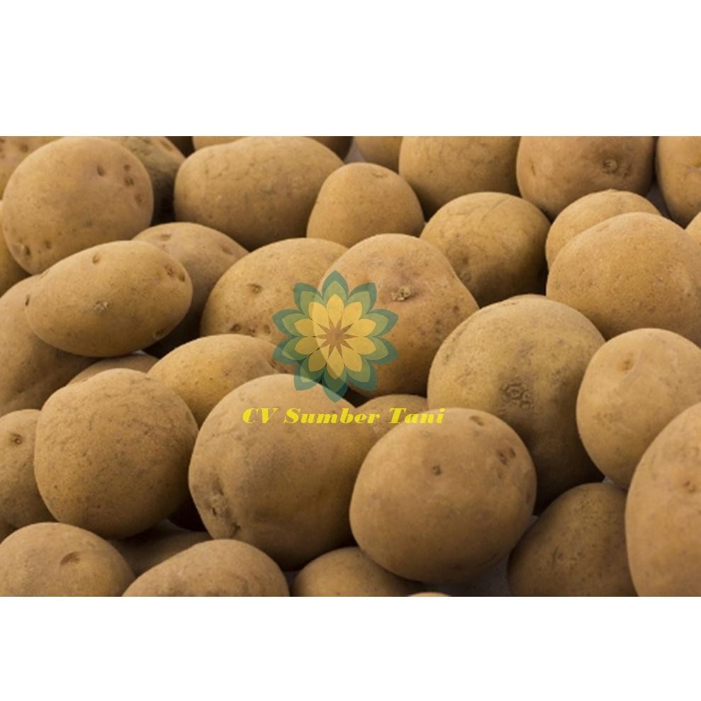 

Big Premium Kentang Dapur Berat 500Gram - 1 Kg Jg-56