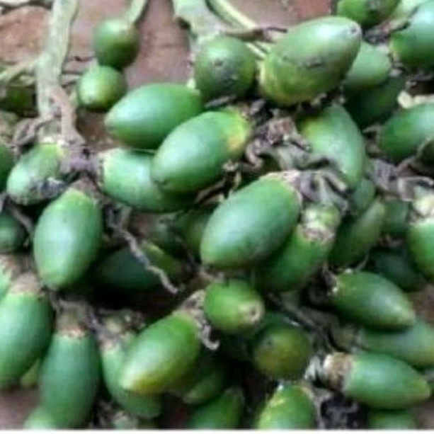 

Buah painang muda segar fresh 1kg/buah jambe muda