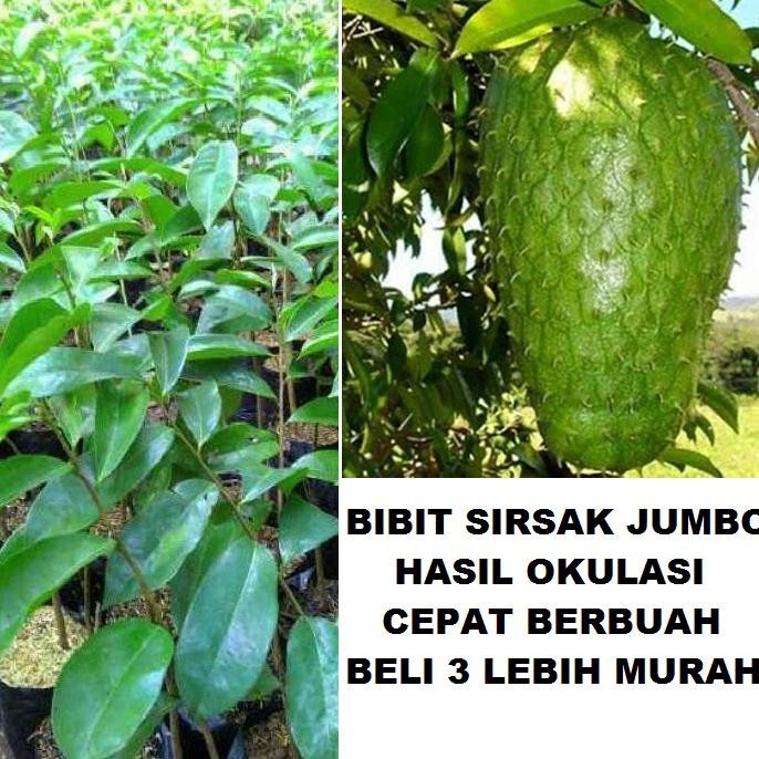 Bibit Tanaman Buah Sirsak jumbo Pohon Sirsak Jumbo Bibit Sirsak Madu MMX