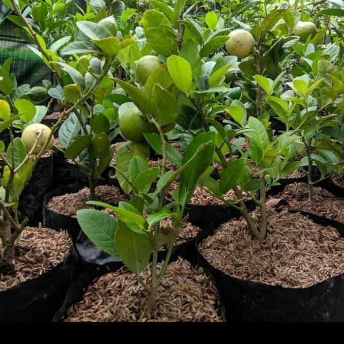Bibit Buah Lemon California Berbuah Asli MMX