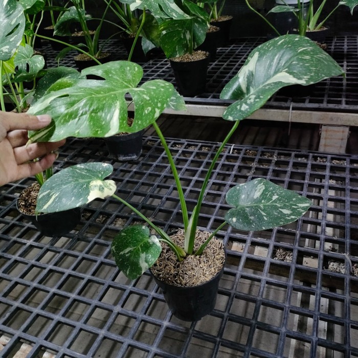 Jual Monstera Monthai Japan Lab