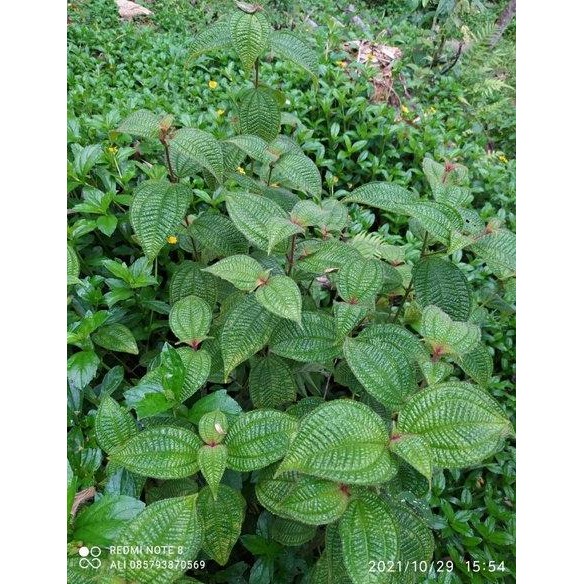 

daun harendong segar 1kg *