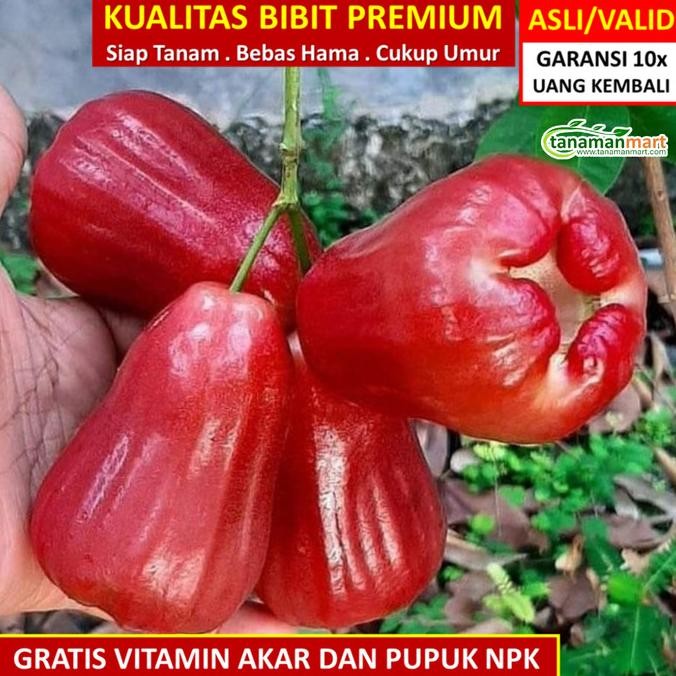 

Bibit Tanaman Buah JAMBU AIR CITRA 100cm up Unggul Bergaransi