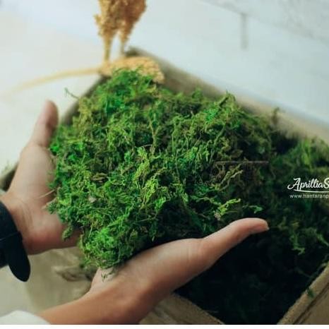 lumut HIJAU PREMIUM artificial 1 kg lumut kering rumput halus sintetis KOKO