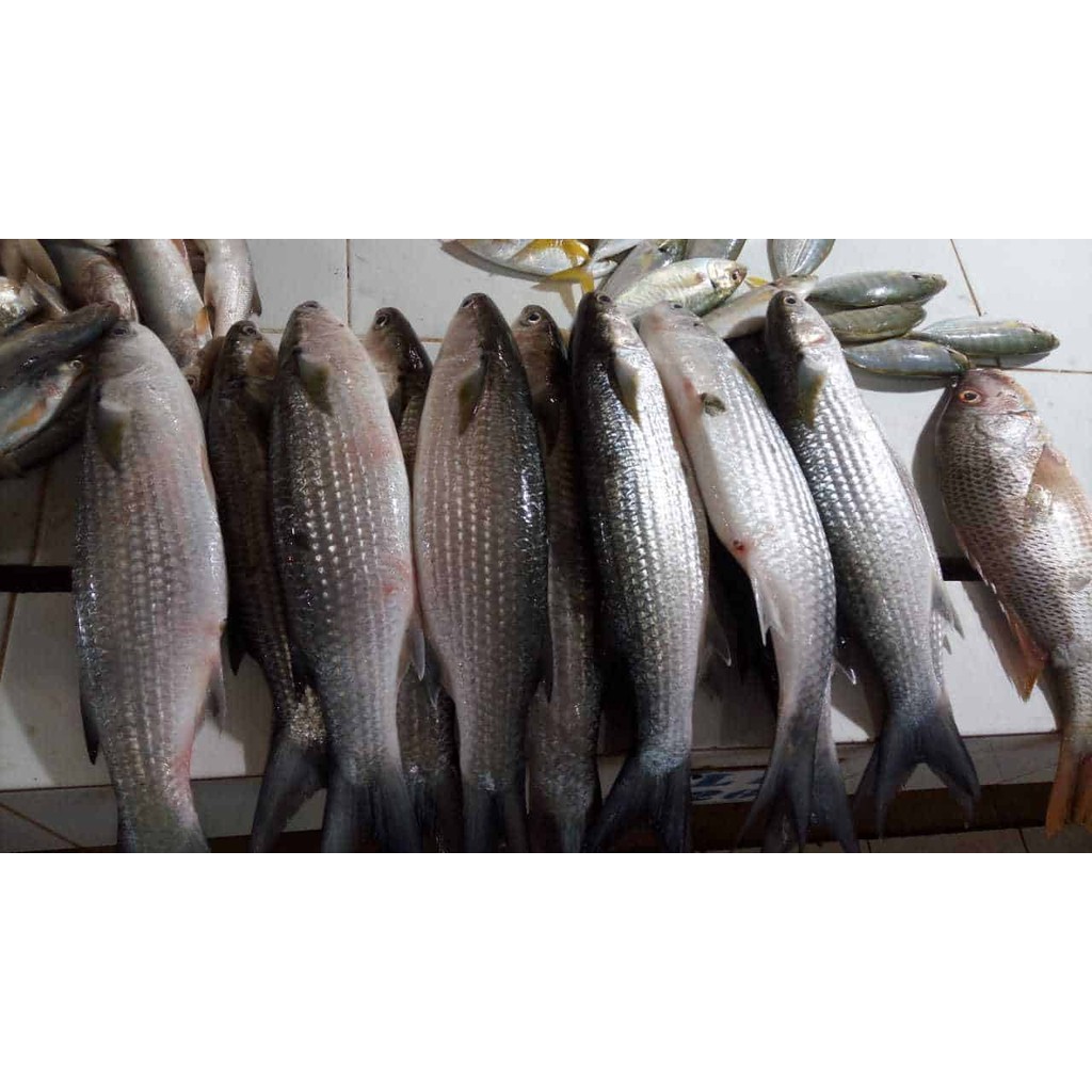 

Ikan belanak segar ukuran 500 gram