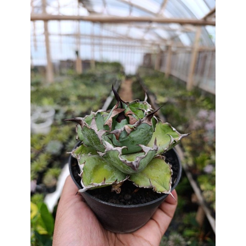 agave titanota blue ball cakep KAKTUS SUKULEN TANAMAN HIAS