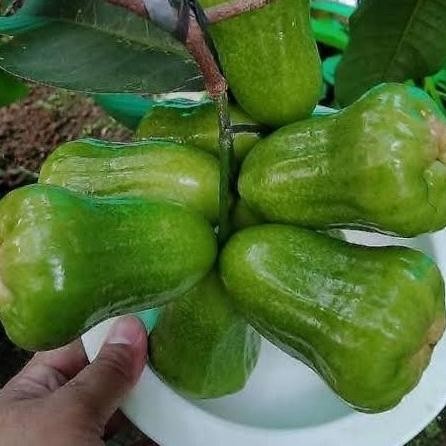 bibit jambu kiojok pohon buah jambu kiojok hasil okulasi MMU