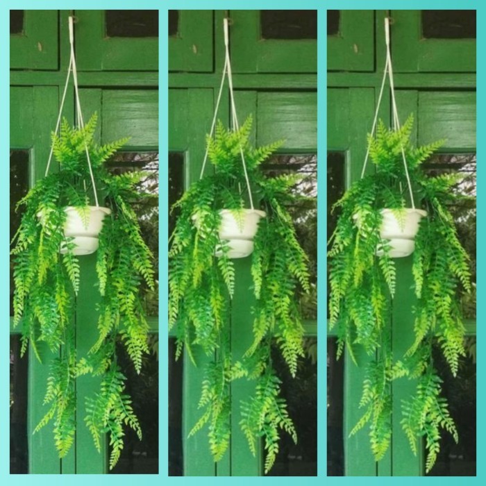 3 set pot gantung dan bunga juntai kemuning artificial plastik