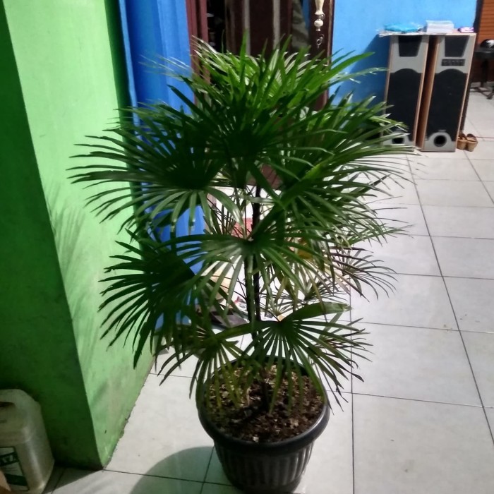 Pohon palem waregu daun mini atau plm regu mini langka uk 1 mtr