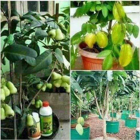 Pupuk Organik Pupuk Nasa 1 Paket Pelebat Buah Penyubur Tanaman