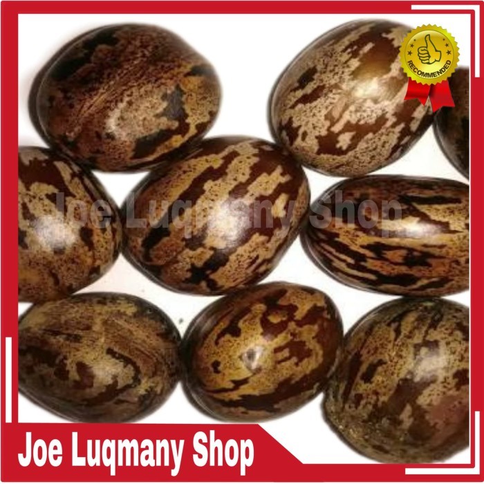 Mainan Biji Karet Aduan atau Untuk Bibit COD